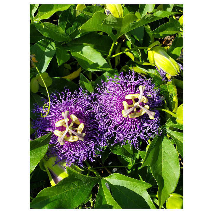 Heirloom Non-GMO Passion Flower Passiflora Seeds for Planting – Exotic Climbing Vine Blooms | High Germination | Neera Seeds product photo [neera-v4-1ba048064b6fd0408833]