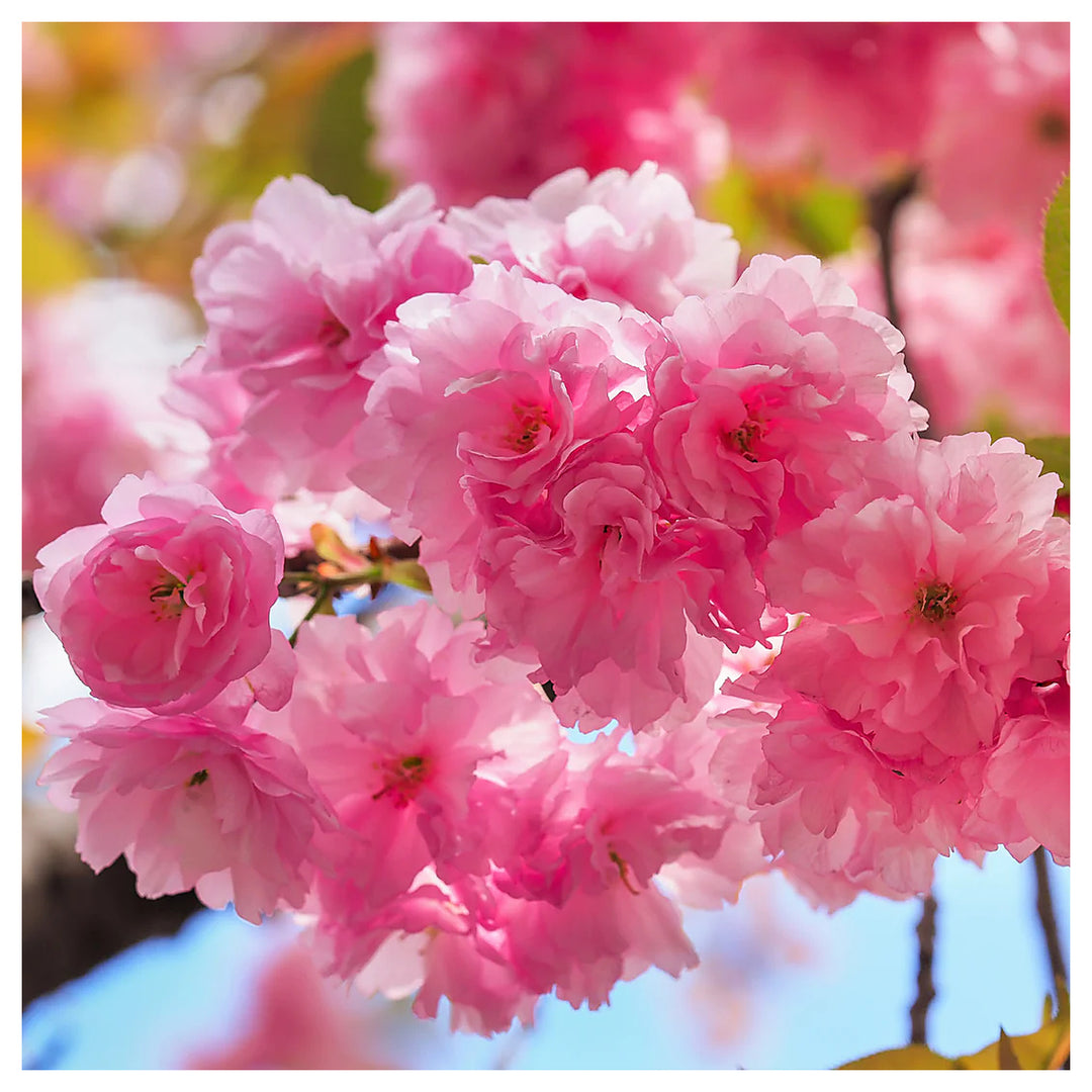 Albero Giapponese Cherry Blossoms Prunus Serrulata Flower For Planting In Urban Garden Flower Seeds | Neera Seeds product photo [neera-v4-1ba60aad78cf80fc60ce]