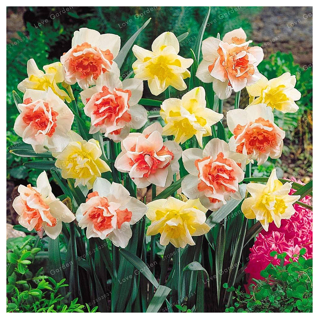 Jonquil Flower Seeds for Planting – Fragrant, Easy-to-Grow Spring Blooms | Neera Seeds product photo [neera-v4-1ba91d21fc93006c6a71]