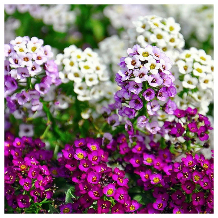 Heirloom Alyssum Flower Seeds for Planting – Non-GMO High Germination Organic Garden Blooms | Neera Seeds product photo [neera-v4-1bafcab64dc787616bac]