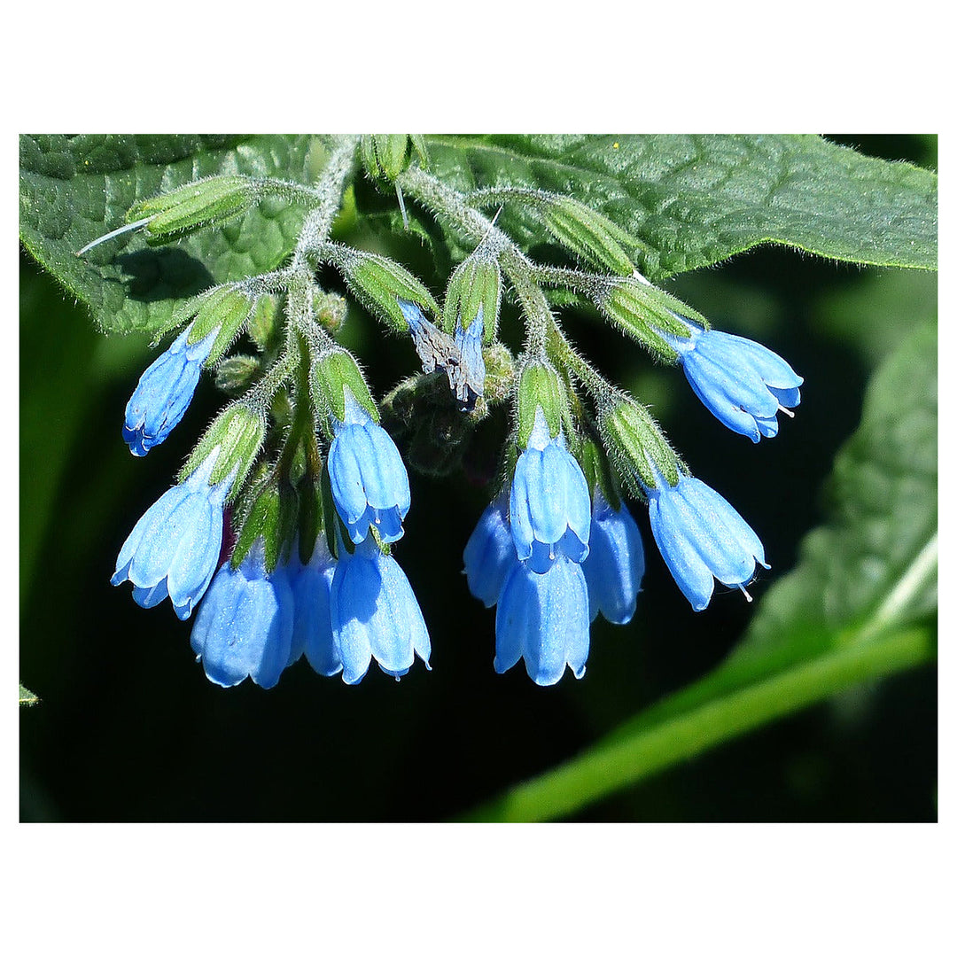 Heirloom Non-GMO Comfrey Flower Seeds – Medicinal Perennial Herb, High Germination Organic Garden Seeds | Neera Seeds product photo [neera-v4-1bbc9c629a91775d2c7e]