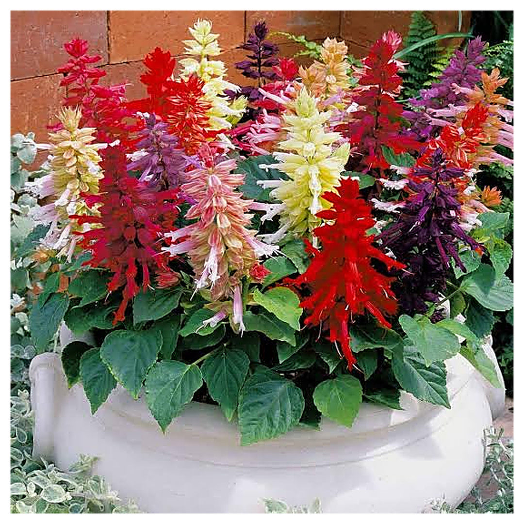 Salvia Splendens Flower Seeds – Vibrant Red Blooms, Heirloom &amp; Non-GMO Garden Seeds | Neera Seeds product photo [neera-v4-1bbf7058f048da29e0f1]