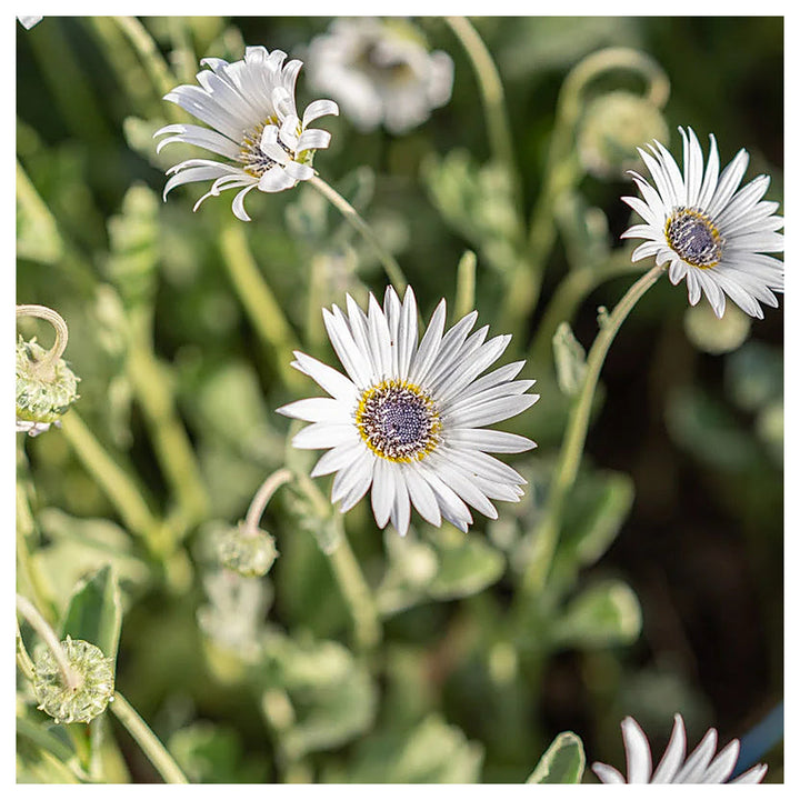 Heirloom Non-GMO White Arctotis Flower Seeds – Elegant Garden Displays &amp; Outdoor Planting | Neera Seeds product photo [neera-v4-1bc01bd328de662f9b46]