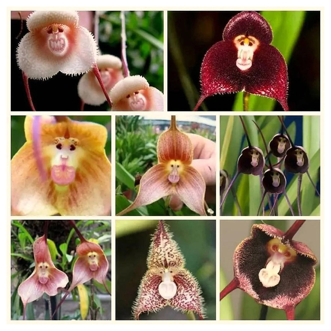 Mixed Monkey Face Orchid Flower Seeds for Planting - Ideal for Home Garden Seeds, Heirloom Seeds | Neera Seeds product photo [neera-v4-1bc39cef426cbb2284dc]