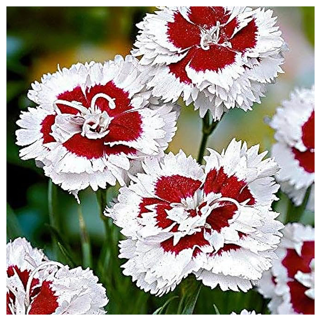 Dianthus Red White Flower Seeds – Heirloom, Non-GMO Seeds for Planting Colorful Garden Blooms | Neera Seeds product photo [neera-v4-1bc5f7f7c23288d6c1d7]