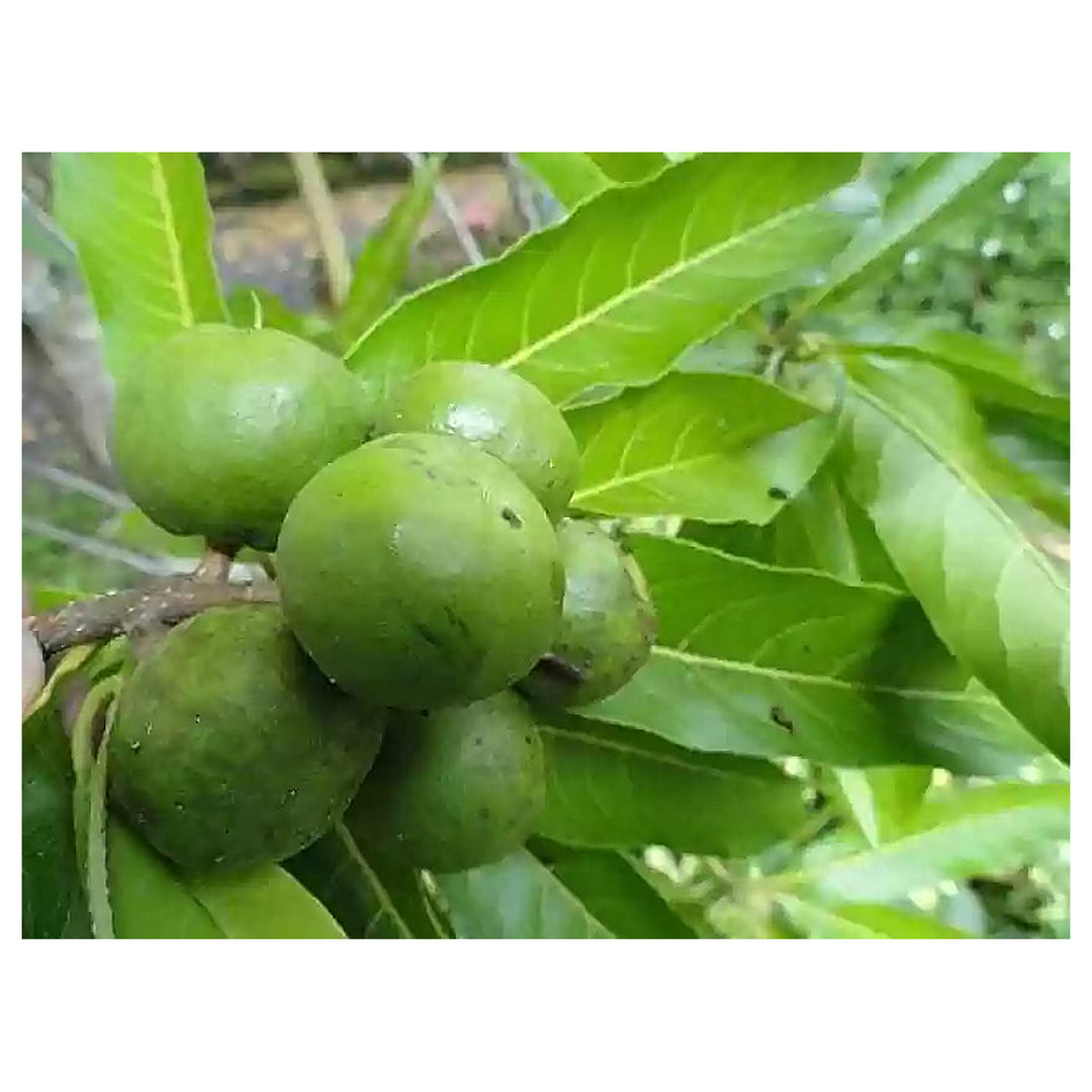 Heirloom Rudraksha Sacred Tree Seeds - Non-GMO, High Germination Organic Spiritual Garden Seeds for Planting | Neera Seeds product photo [neera-v4-1bccf4f12b493aceeb17]