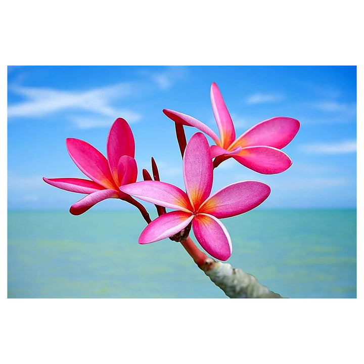 Plumeria Frangipani Exotic Flowering Plants And Hawaiian Lei Decoration Flower Seeds Home | Neera Seeds product photo [neera-v4-1be624b6e3cfb0876800]