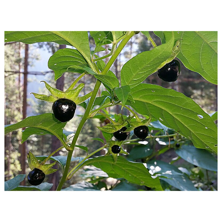 Black Belladonna Plant Seeds for Planting | Heirloom Non-GMO High Germination Organic Garden Seeds | Neera Seeds product photo [neera-v4-1bed74b1f7e5a6c01e35]