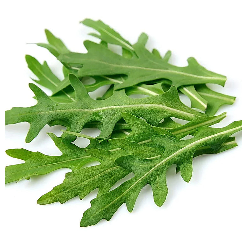 Arugula Rocket Seeds for Planting – Fast-Growing Heirloom Leafy Greens | Neera Seeds product photo [neera-v4-1bf541dfaf99a0eada35]