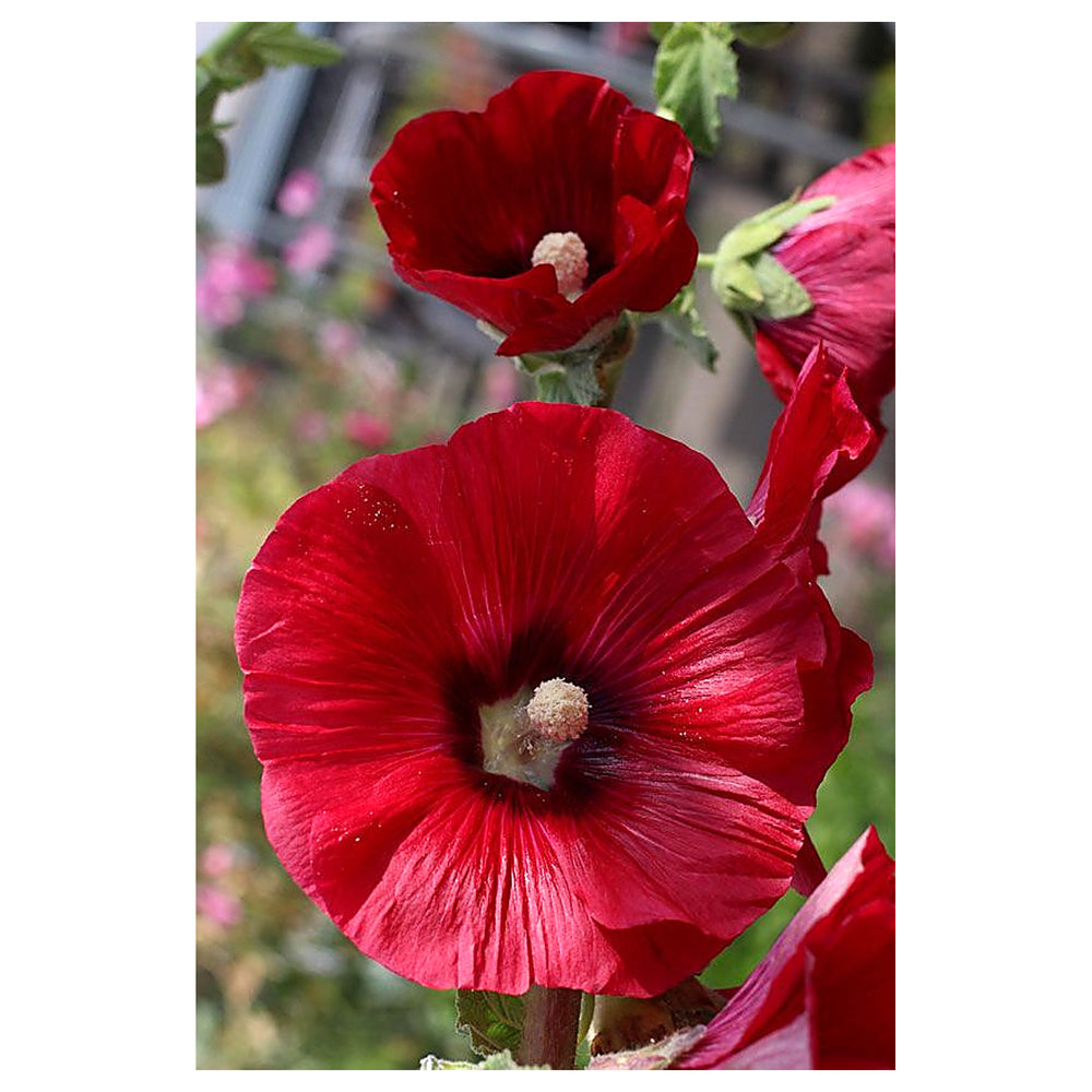 Alcea Red Hollyhock Seeds – Organic Heirloom Non-GMO Seeds for Planting – High Germination Garden Seeds | Neera Seeds product photo [neera-v4-1bf5b4b68cac69c86d08]