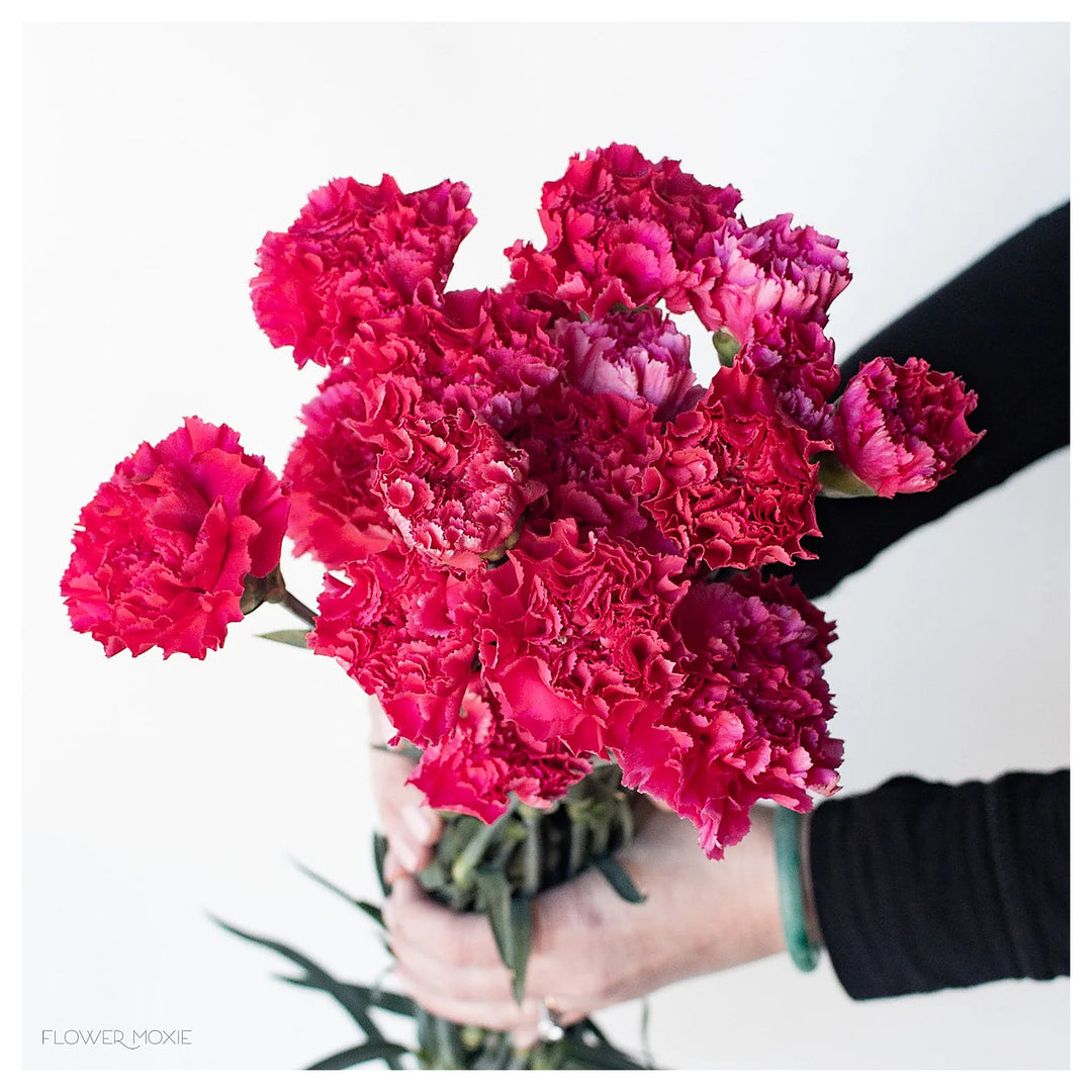 Heirloom Non-GMO Dark Pink Carnation Flower Seeds for Planting – Fragrant Garden &amp; Ornamental Seeds | Neera Seeds product photo [neera-v4-1bf6616110a99bdc671c]