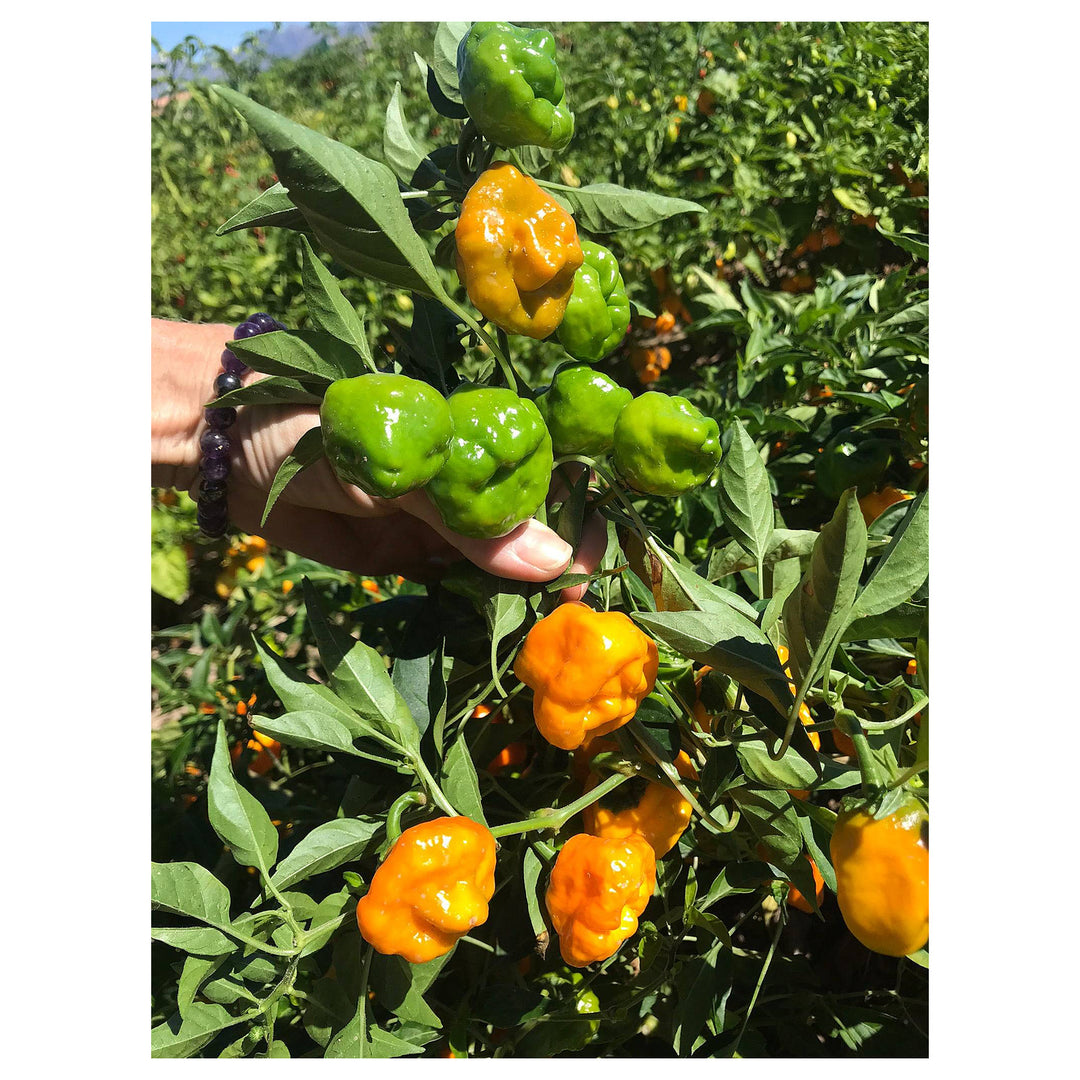Heirloom Yellow Jamaicano Pepper Seeds for Planting – Non-GMO, High Germination, Aromatic Spice Seeds | Neera Seeds product photo [neera-v4-1bf7ac62615e77da1158]