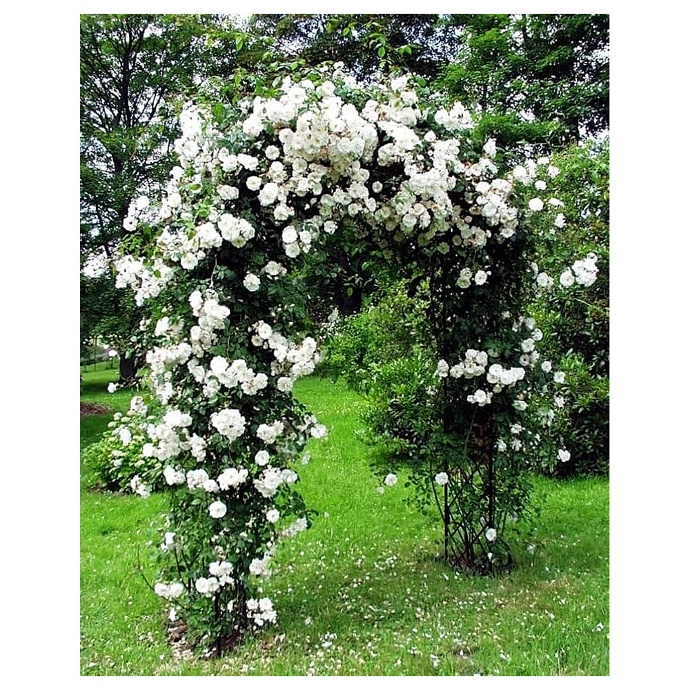 White Climbing Rose Plant Seeds for Planting | Heirloom Non-GMO High Germination Organic Garden Seeds | Neera Seeds product photo [neera-v4-1bf9bb53fe3c032f660b]
