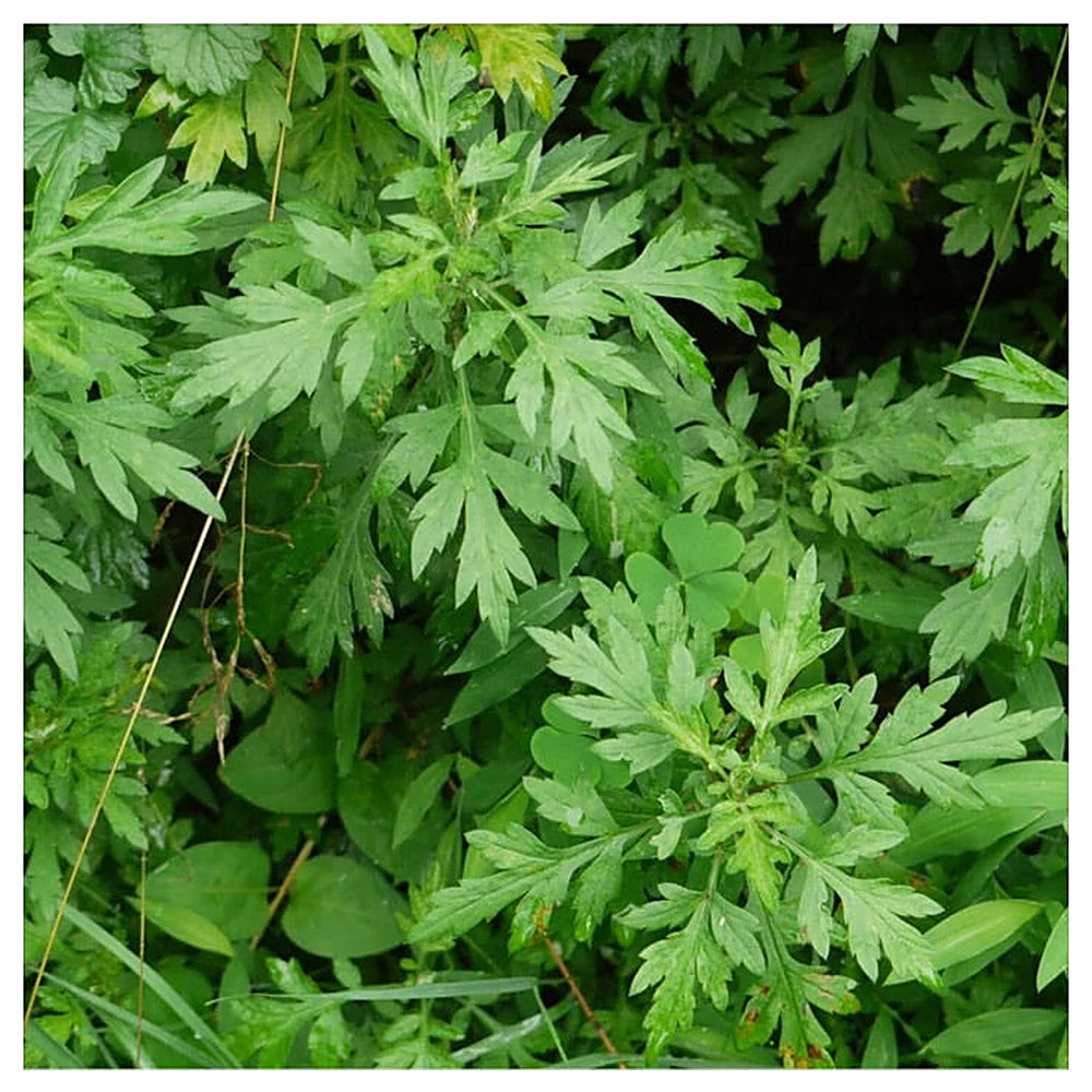 Mugwort (Artemisia vulgaris) Seeds for Planting – Heirloom, Non-GMO Medicinal Herb Seeds for Traditional & Aromatic | Neera Seeds product photo [neera-v4-1c1cba9d25b5db950197]