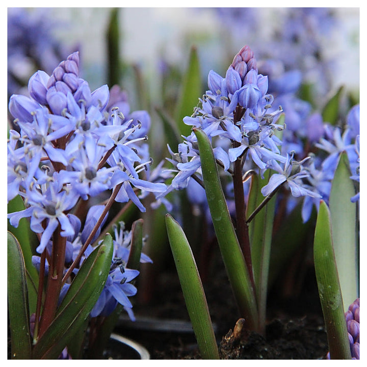 Scilla Bifolia Flower Seeds for Planting – Heirloom, Non-GMO, High Germination Organic Garden Seeds | Neera Seeds product photo [neera-v4-1c1f940ae15884703490]