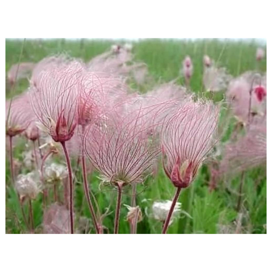 Prairie Flower Seeds for Planting – Heirloom, Non-GMO Wildflower Mix for Pollinator-Friendly Gardens | Neera Seeds product photo [neera-v4-1c2256c1cb011d44cd46]