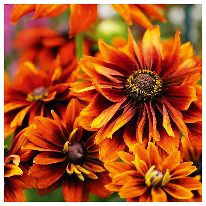 Orange Rudbeckia Flower Seeds for Planting – Heirloom, Non-GMO, Organic Garden Seeds, High Germination | Neera Seeds product photo [neera-v4-1c2947e89ebc5c08db82]