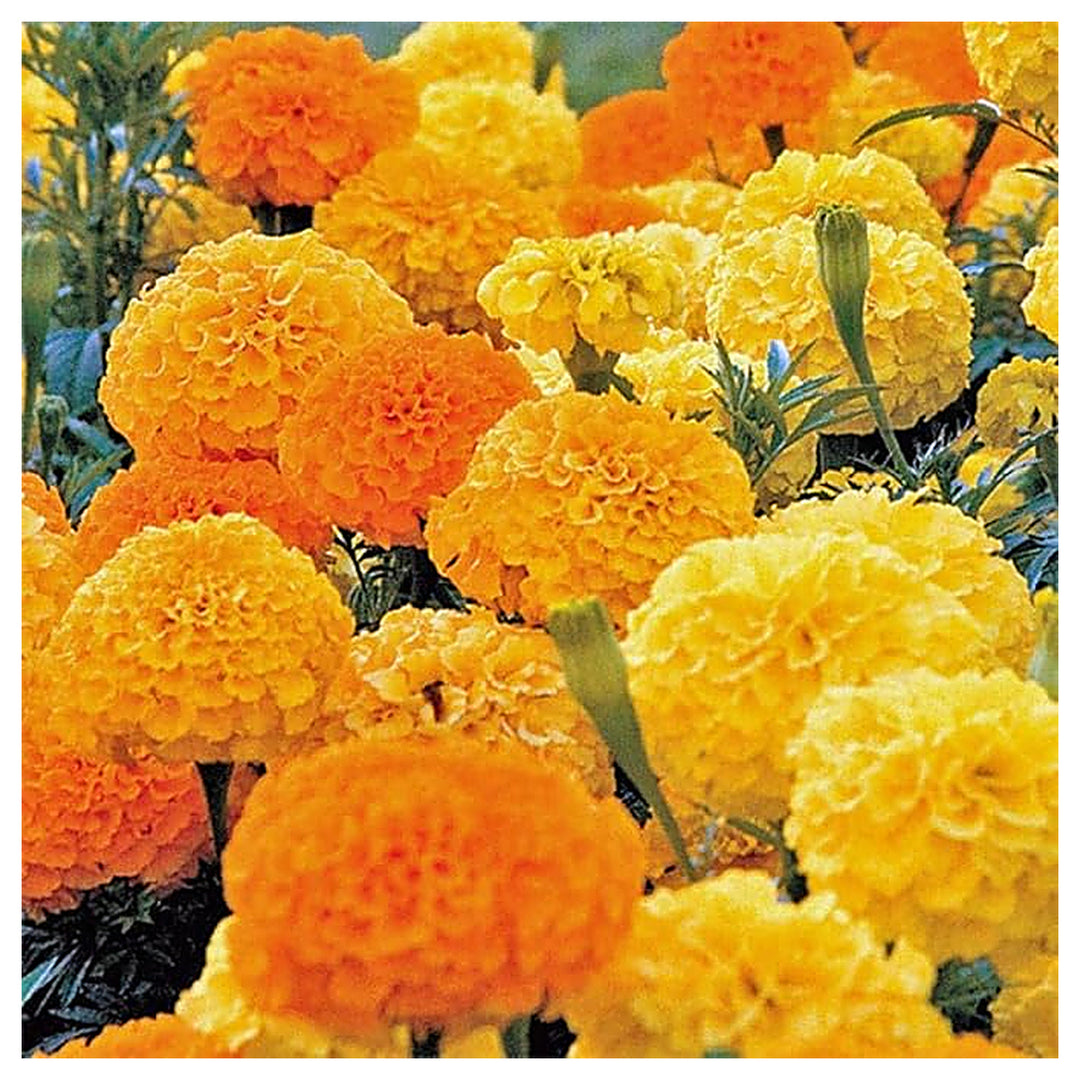 Yellow Tagetes Erecta Aztec Marigold Flower Seeds Home Garden Planting, Landscape Organic | Neera Seeds product photo [neera-v4-1c370d0abef2e1e7a8de]
