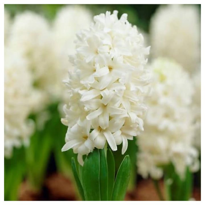 Hyacinthus Orientalis White Flower Seeds for Planting – Heirloom, Non-GMO, Organic Garden Seeds | Neera Seeds product photo [neera-v4-1c3c57da4f7634aac504]