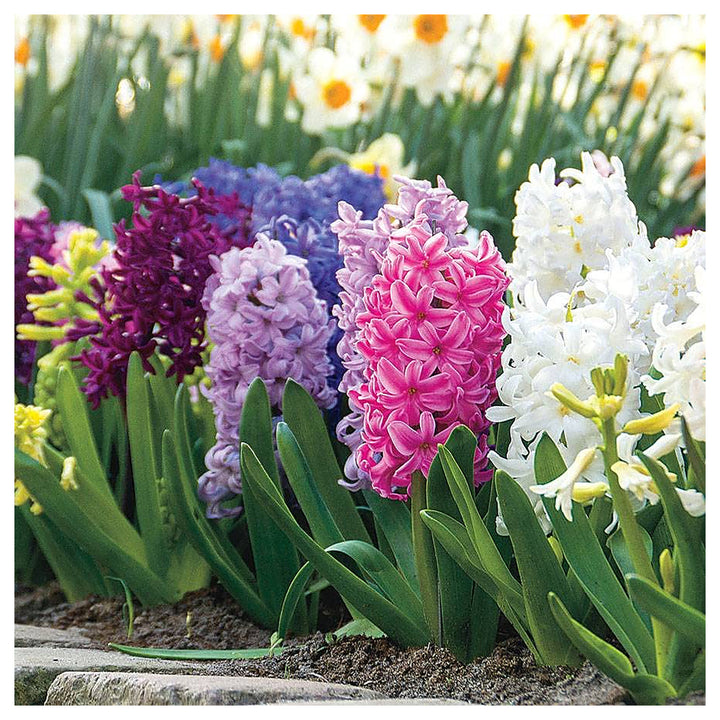 Heirloom Non-GMO Multi-Colored Hyacinth Flower Seeds for Planting – Fragrant Spring Blooms | Neera Seeds product photo [neera-v4-1c3d97807831e3c1f8d6]