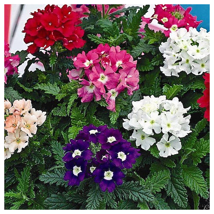 Peach Verbena Didyma Flower Seeds for Planting – Heirloom, Non-GMO, High Germination Organic Garden Seeds | Neera Seeds product photo [neera-v4-1c48c25fa9932ba30591]