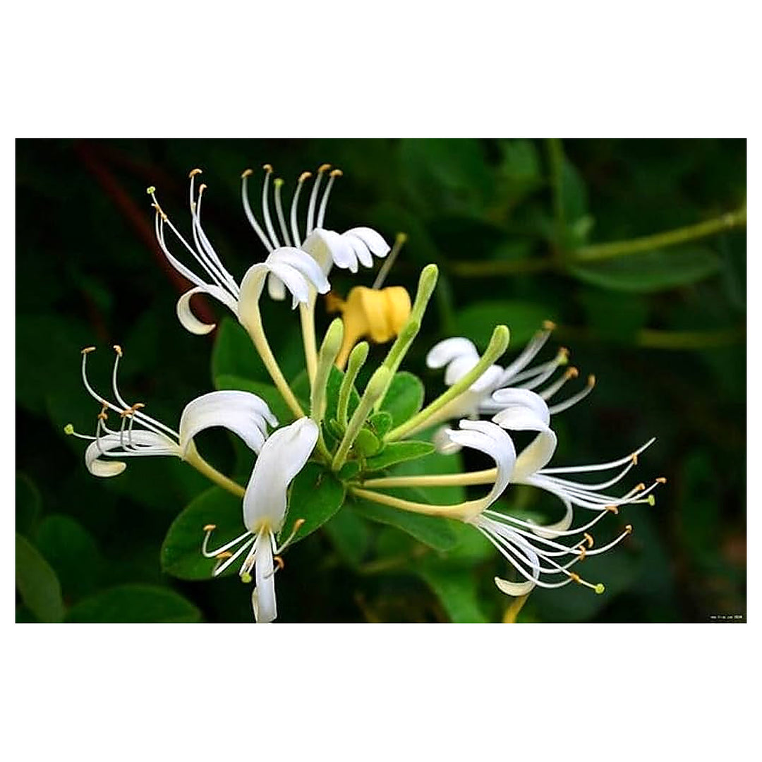 Himalayan Honeysuckle Bush Uncommon Fast Growing Flowers Unique Gardens Flower Seeds Home | Neera Seeds product photo [neera-v4-1c530699339ffe3b9c77]