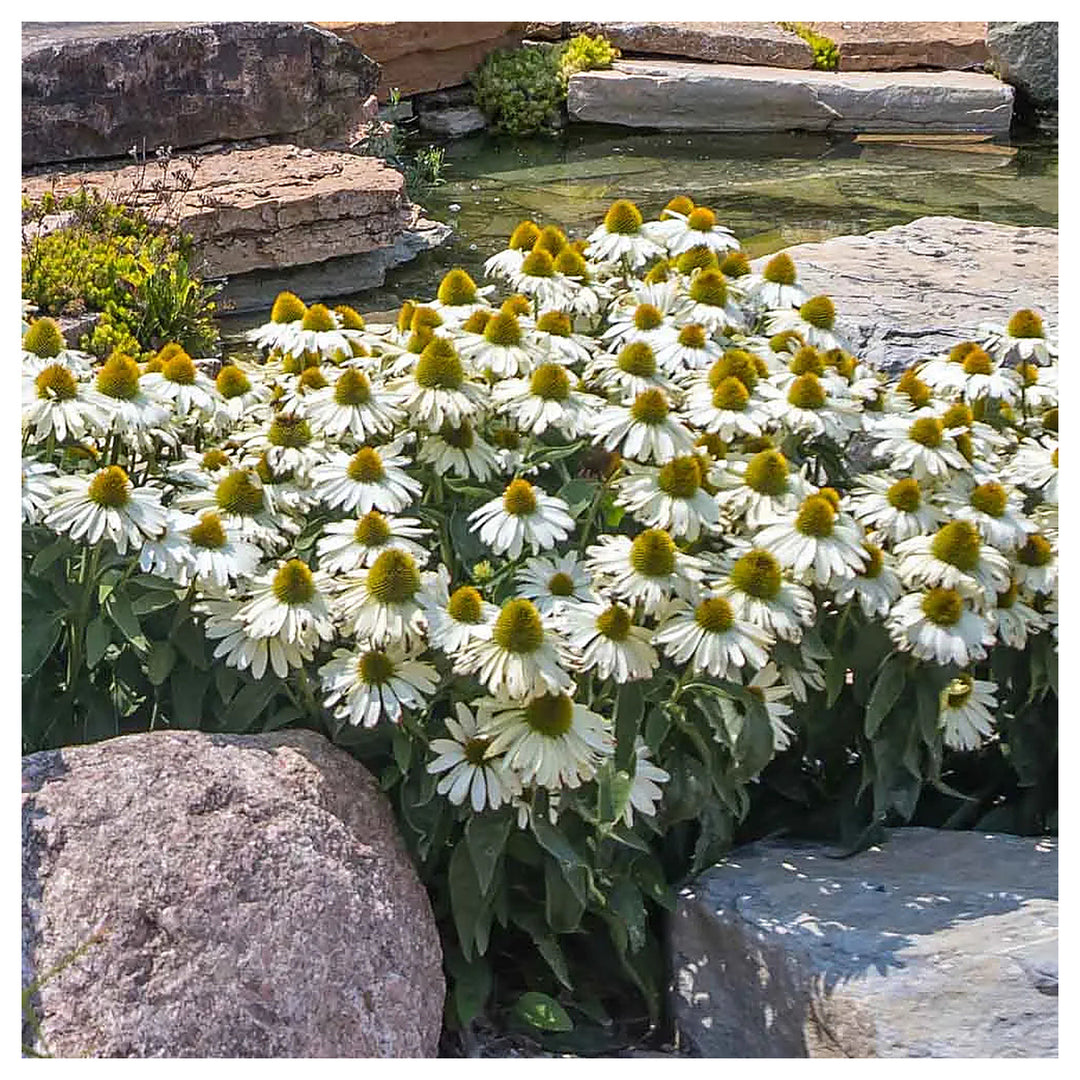 White Echinacea Flower Seeds for Planting – Heirloom, Non-GMO, Pollinator-Friendly Organic Garden Seeds | Neera Seeds product photo [neera-v4-1c5339e8402a7d203e13]