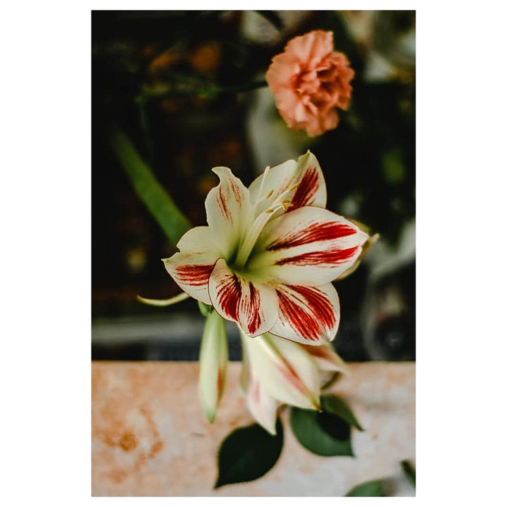 Heirloom Non-GMO Deep Red Amaryllis Flower Seeds for Planting – High Germination Organic Garden Seeds | Neera Seeds product photo [neera-v4-1c5af25ac3f56e837ecd]