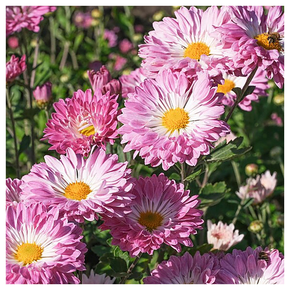 Organic Heirloom Leucanthemum Shasta Flower Seeds for Planting – Red White Non-GMO Daisy Seeds, High Germination | Neera Seeds product photo [neera-v4-1c5c43acfd28ec92b524]