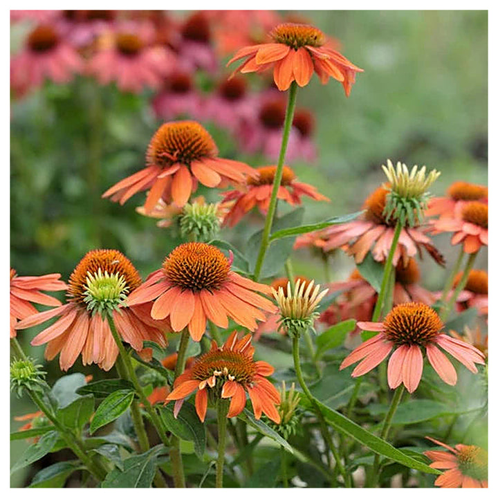 Orange Echinacea Flower Seeds for Planting – Heirloom, Non-GMO, High Germination Seeds to Attract Pollinators &amp; Bee | Neera Seeds product photo [neera-v4-1c9743fafb2fb4c0eca7]