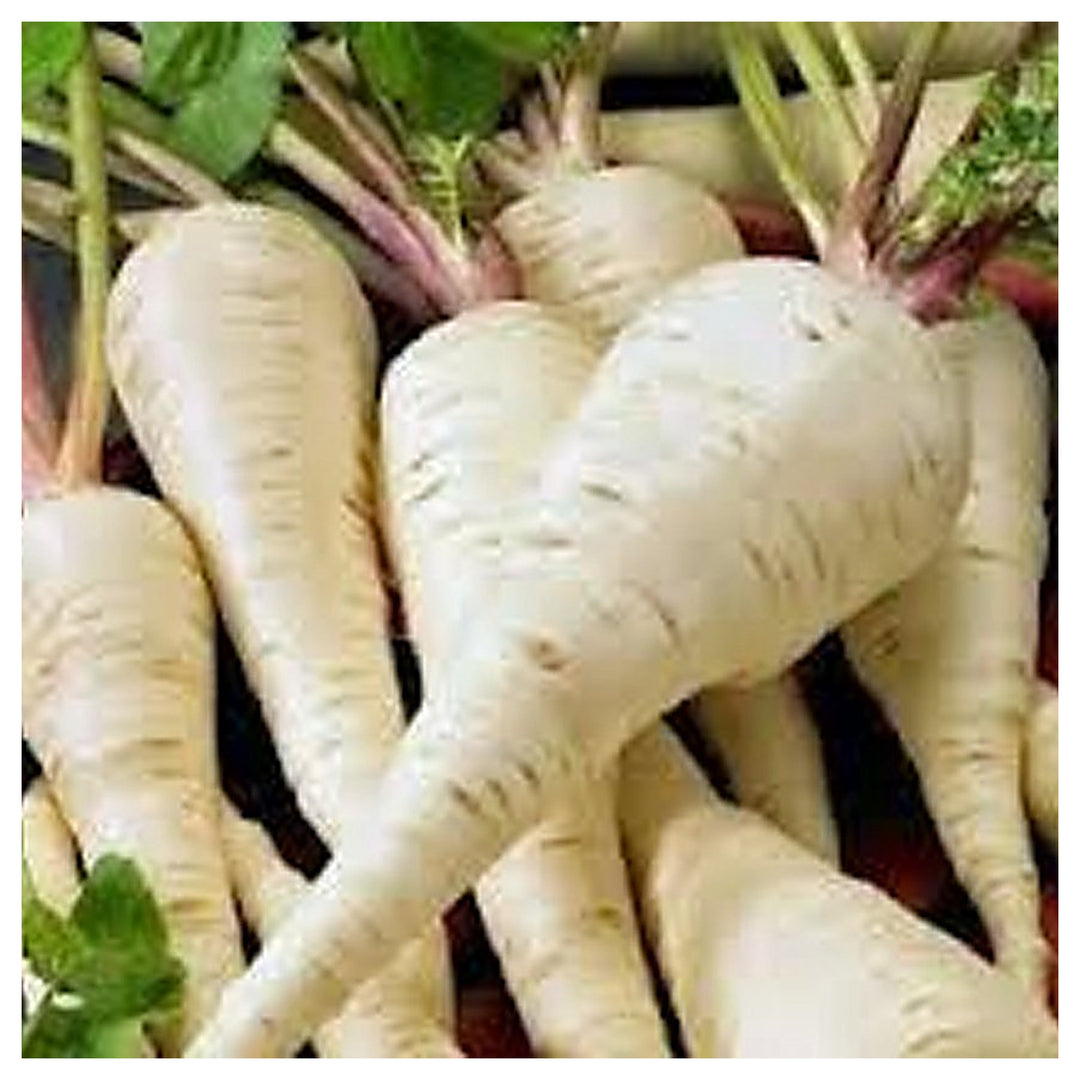 Harris Model Parsnip Heirloom Vegetable Gardens Non Gmo Organic Flower Seeds Home Garden | Neera Seeds product photo [neera-v4-1c9862a94b718d81957e]