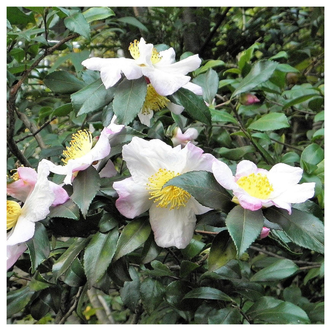 Camellia Sinensis Plant Seeds – Heirloom Non-GMO High Germination Green Tea Herb Seeds for Home Growing | Neera Seeds product photo [neera-v4-1c9e6f5485a806b412ef]