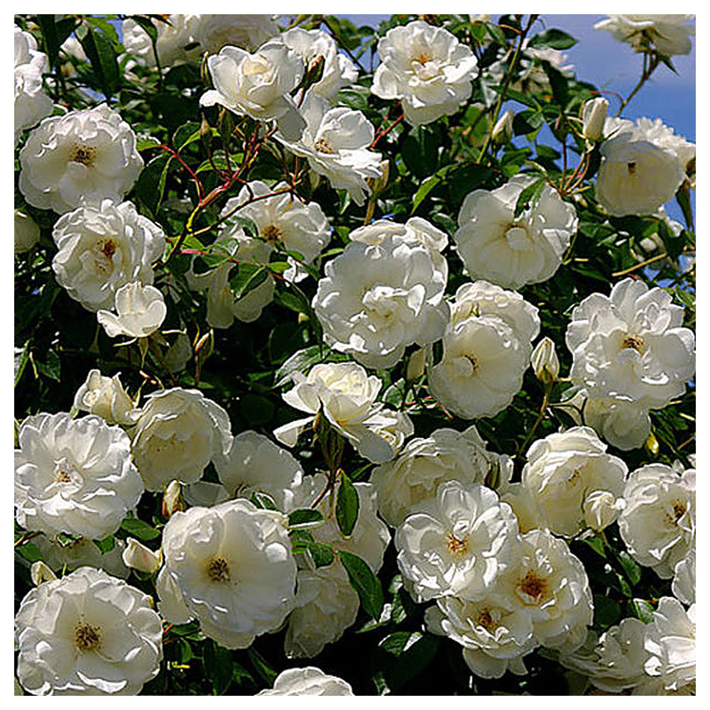 White Rose Flower Seeds – Heirloom Non-GMO Seeds for Planting | Neera Seeds product photo [neera-v4-1caa32e42484fbce5c88]