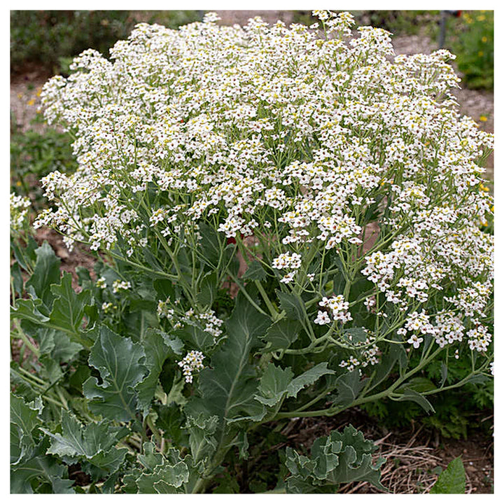Seakale Flower Seeds for Planting – Heirloom, Non-GMO, High Germination Organic Garden Seeds | Neera Seeds product photo [neera-v4-1cd17e8b87ebb4c909a1]
