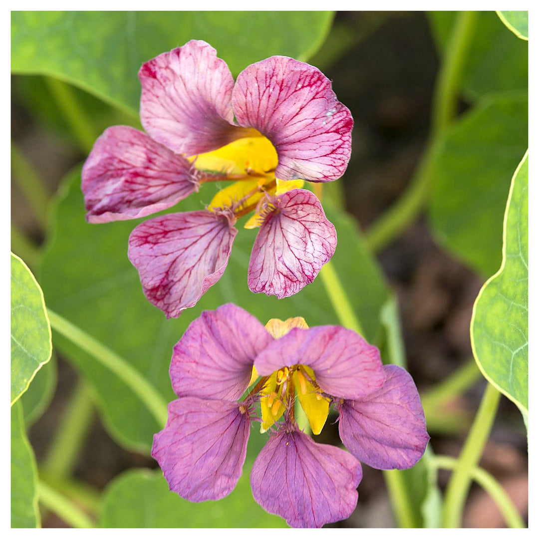 Light Purple Nasturtium Flower Seeds for Planting – Heirloom, Non-GMO, High Germination Organic Garden Seeds | Neera Seeds product photo [neera-v4-1cd6cbfe7e4e5f3c65d2]