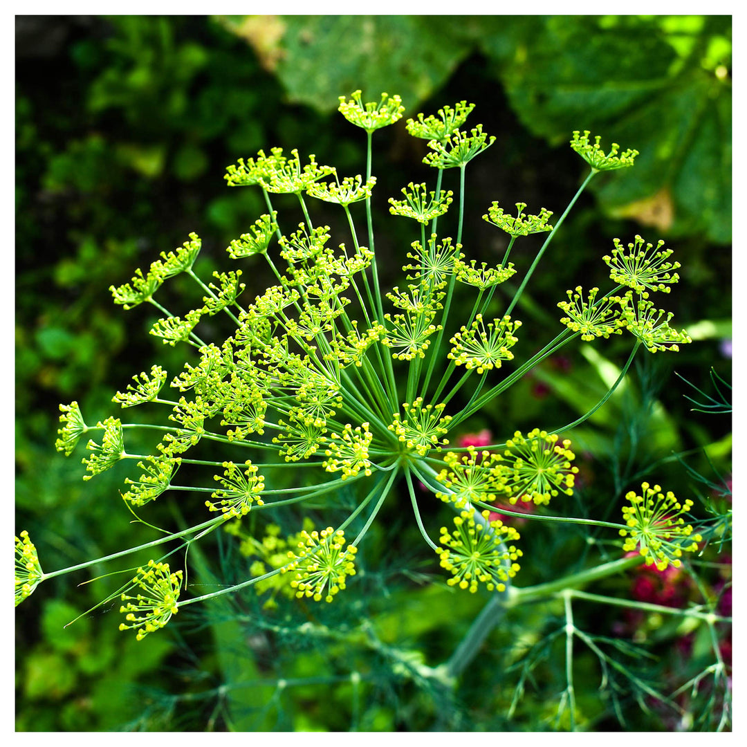Heirloom Non-GMO Anethum Graveolens Seeds – Aromatic Green Dill for Planting | High Germination Organic Seeds | Neera Seeds product photo [neera-v4-1cef6c1a19f929975364]