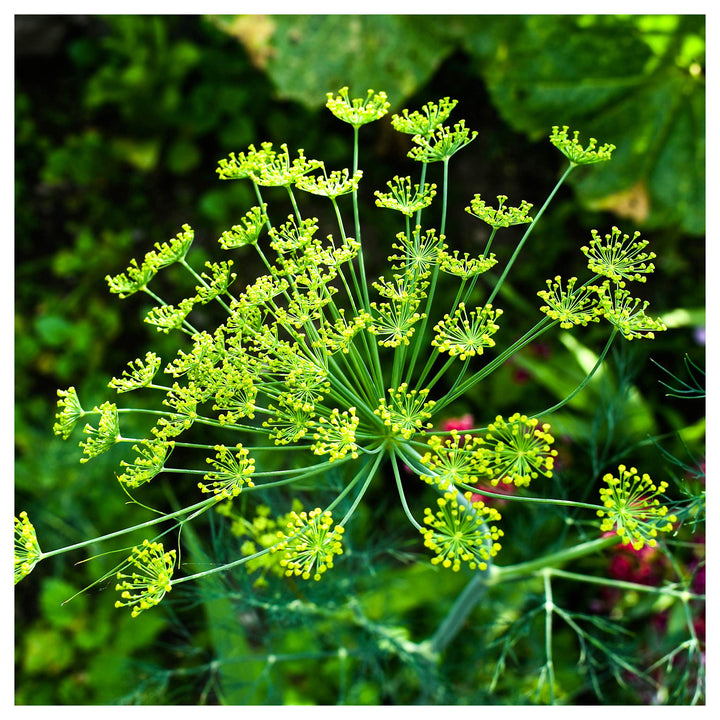 Heirloom Non-GMO Anethum Graveolens Seeds – Aromatic Green Dill for Planting | High Germination Organic Seeds | Neera Seeds product photo [neera-v4-1cef6c1a19f929975364]