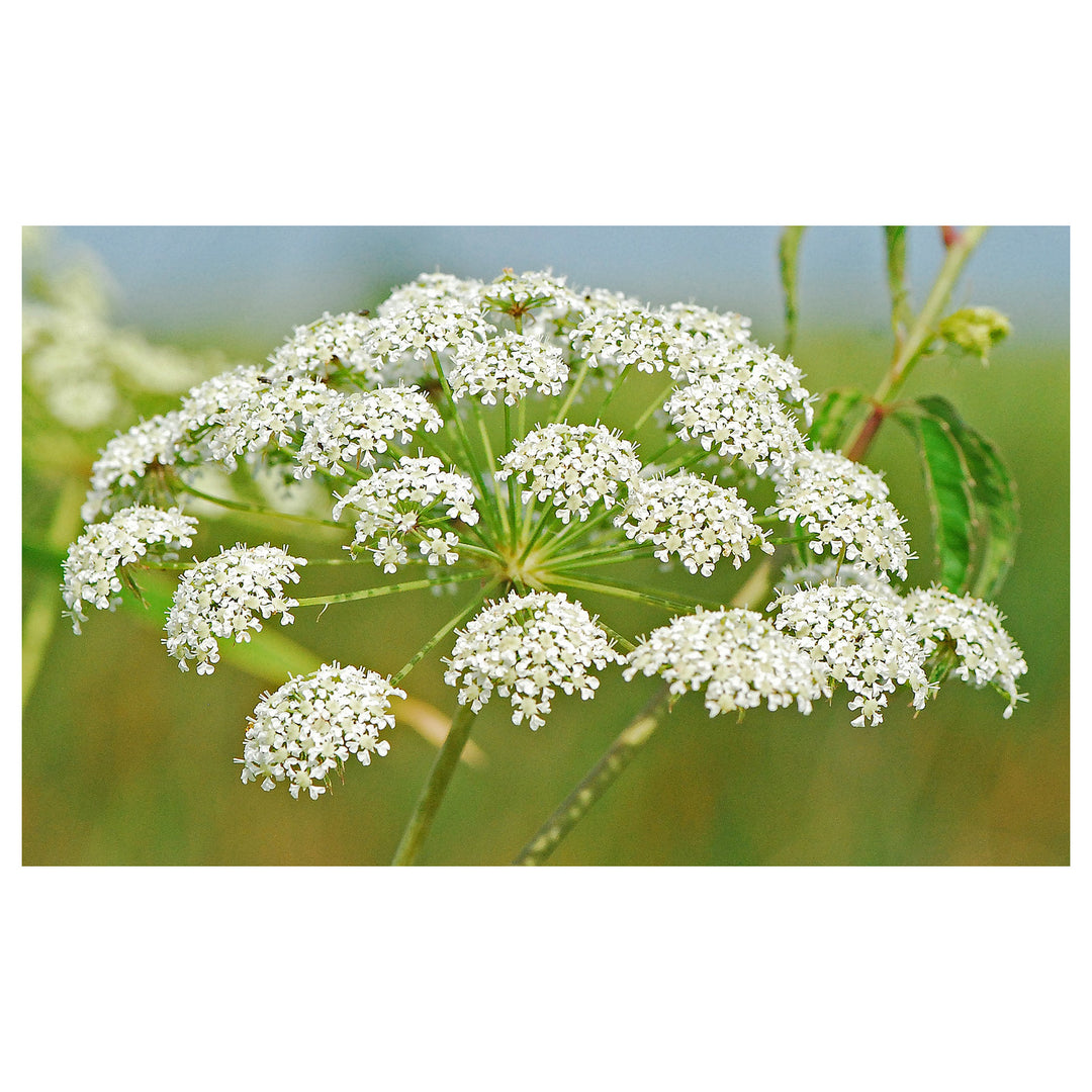 Heirloom Non-GMO Cicuta Maculata Flower Seeds for Planting – Unique Wetland Wildflower Blooms | Neera Seeds product photo [neera-v4-1cf506dfddc4eca71da1]