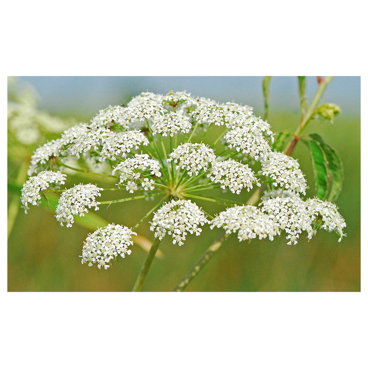 Heirloom Non-GMO Cicuta Maculata Flower Seeds for Planting – Unique Wetland Wildflower Blooms | Neera Seeds product photo [neera-v4-1cf506dfddc4eca71da1]