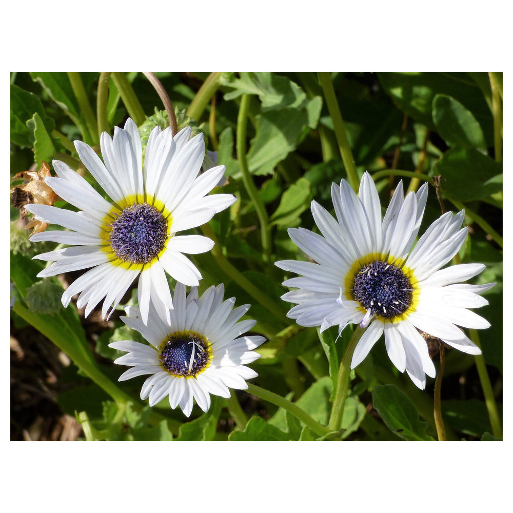 Heirloom Non-GMO White Arctotis Flower Seeds – Elegant Garden Displays & Outdoor Planting | Neera Seeds product photo [neera-v4-1cf6d8a23ca35425ed4f]