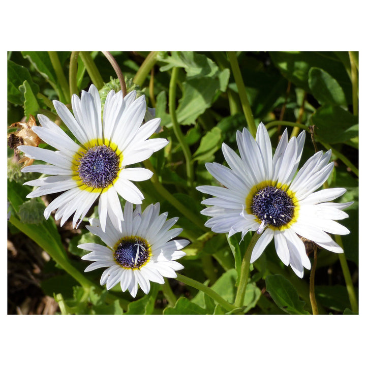 Heirloom Non-GMO White Arctotis Flower Seeds – Elegant Garden Displays &amp; Outdoor Planting | Neera Seeds product photo [neera-v4-1cf6d8a23ca35425ed4f]