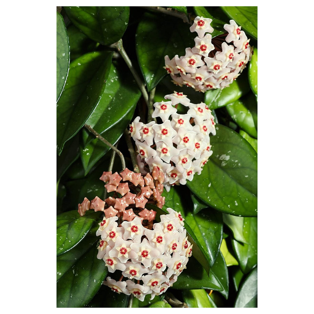 Organic Heirloom Aleurites Flower Seeds for Planting – Unique Non-GMO Ornamental Tree Blooms, High Germination | Neera Seeds product photo [neera-v4-1cf8e921c92dd76cdc56]