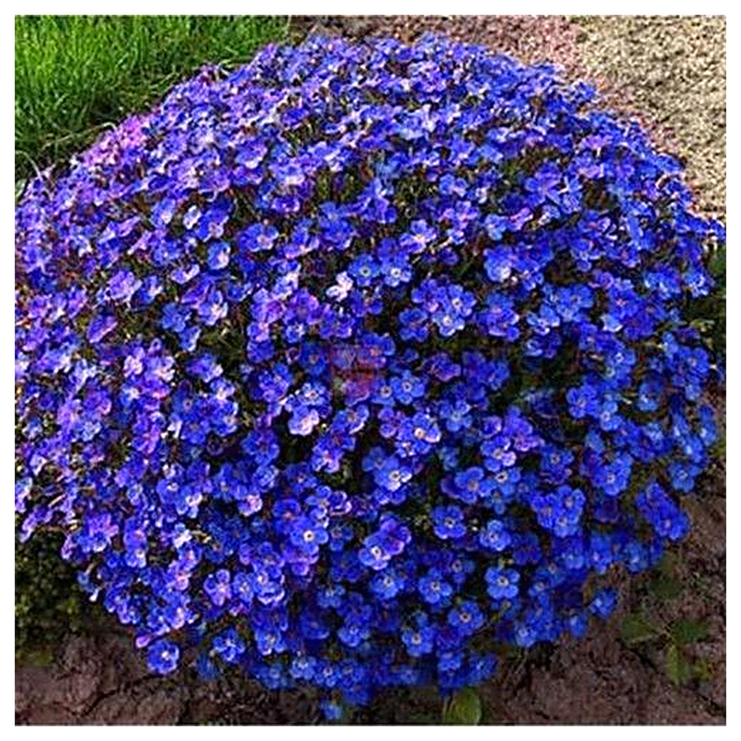 Blue Creeping Thyme Flower Seeds for Planting – Heirloom Non-GMO Seeds with High Germination for Organic Garden Gro | Neera Seeds product photo [neera-v4-1cfa7bbeee8b5b467674]