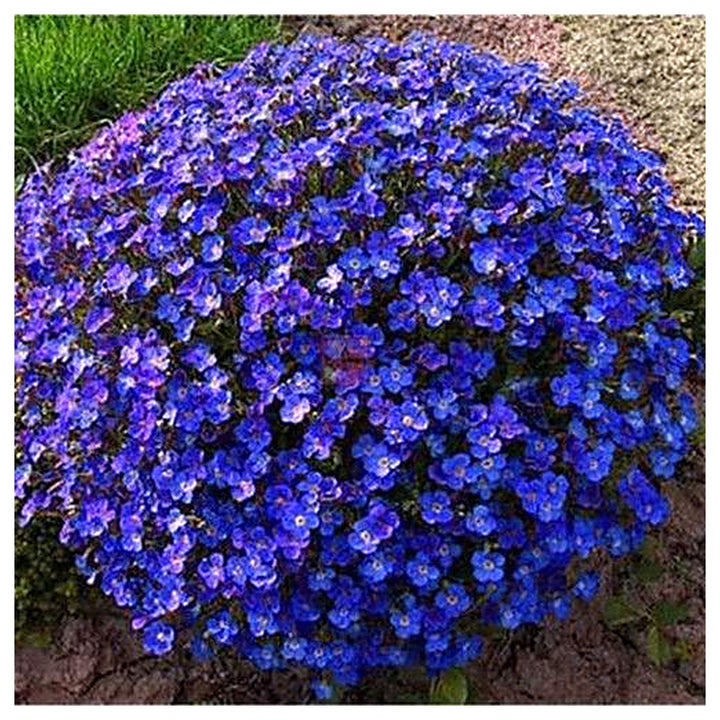 Blue Creeping Thyme Flower Seeds for Planting – Heirloom Non-GMO Seeds with High Germination for Organic Garden Gro | Neera Seeds product photo [neera-v4-1cfa7bbeee8b5b467674]
