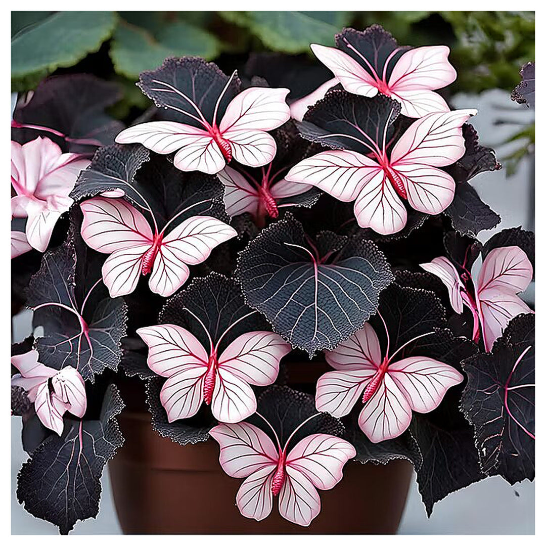 Moonlight Butterfly Begonia Pink/White Seeds – Heirloom Non-GMO, Organic Garden Seeds | Neera Seeds product photo [neera-v4-1d108e14033a50cb9cca]