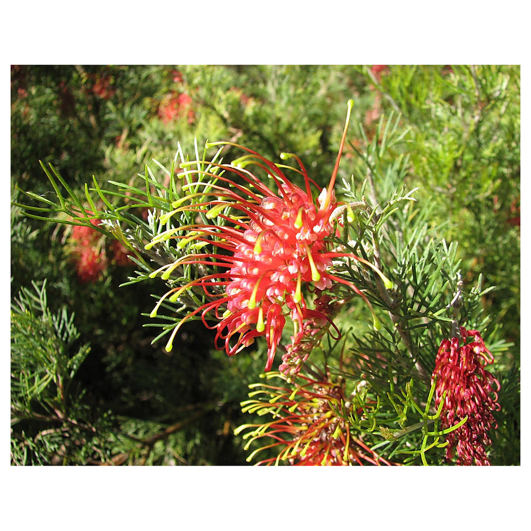 Heirloom Non-GMO Grevillea Flower Seeds for Planting – Drought-Tolerant Ornamental Blooms | Neera Seeds product photo [neera-v4-1d16d1bf55072ed8eafb]