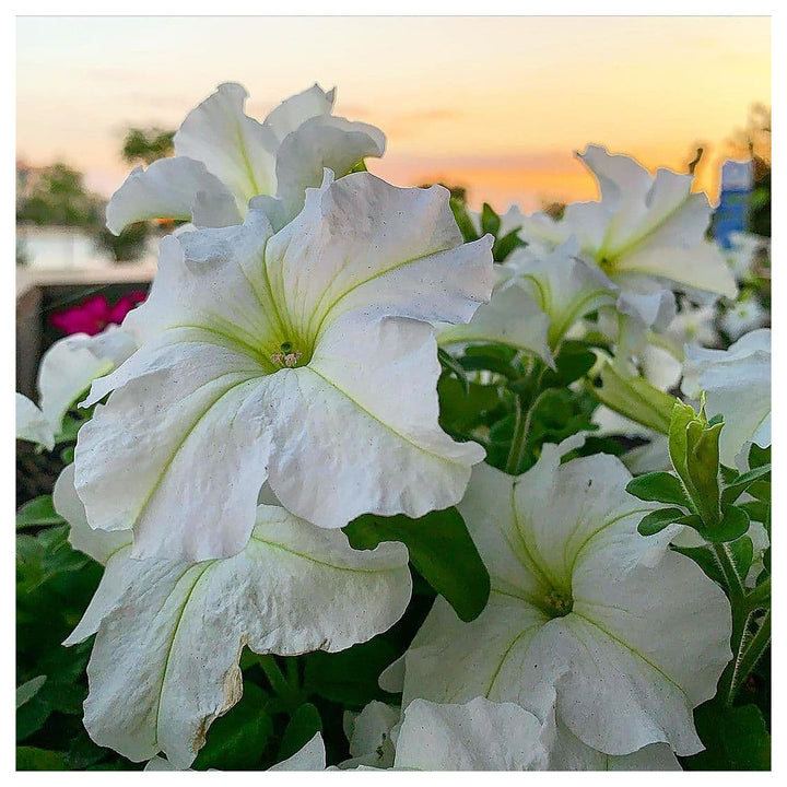 White Petunia Flower Seeds for Planting - Heirloom, NON-GMO, High Germination, Organic Garden Seeds | Neera Seeds product photo [neera-v4-1d1cd5271d48452b2a0f]