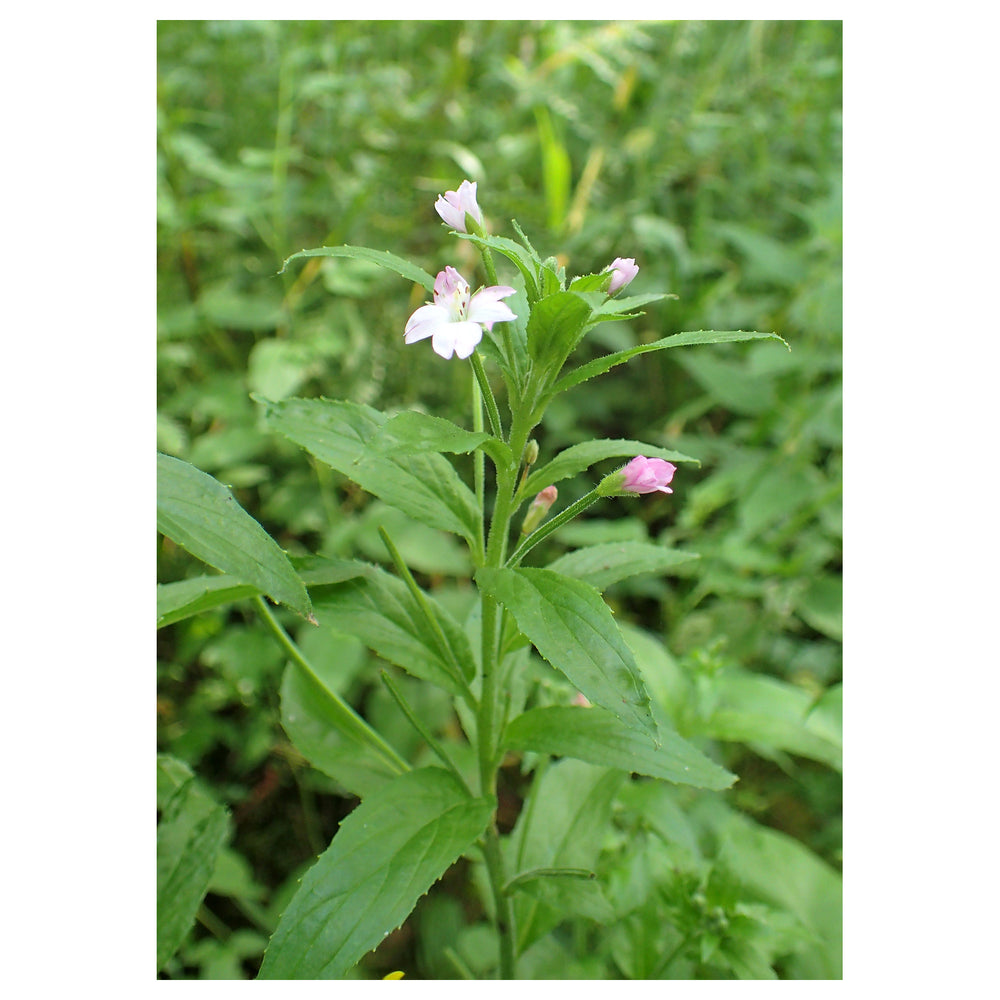 Epilobium Parviflorum Flower Seeds for Planting – Heirloom Non-GMO Organic Garden Seeds with High Germination | Neera Seeds product photo [neera-v4-1d1d84376c0d9e510e17]