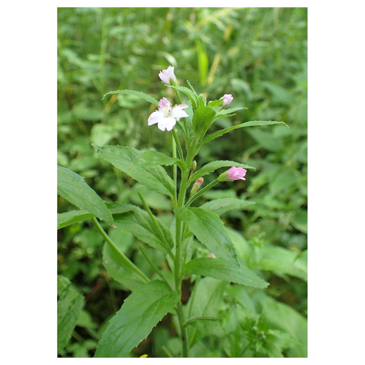 Epilobium Parviflorum Flower Seeds for Planting – Heirloom Non-GMO Organic Garden Seeds with High Germination | Neera Seeds product photo [neera-v4-1d1d84376c0d9e510e17]