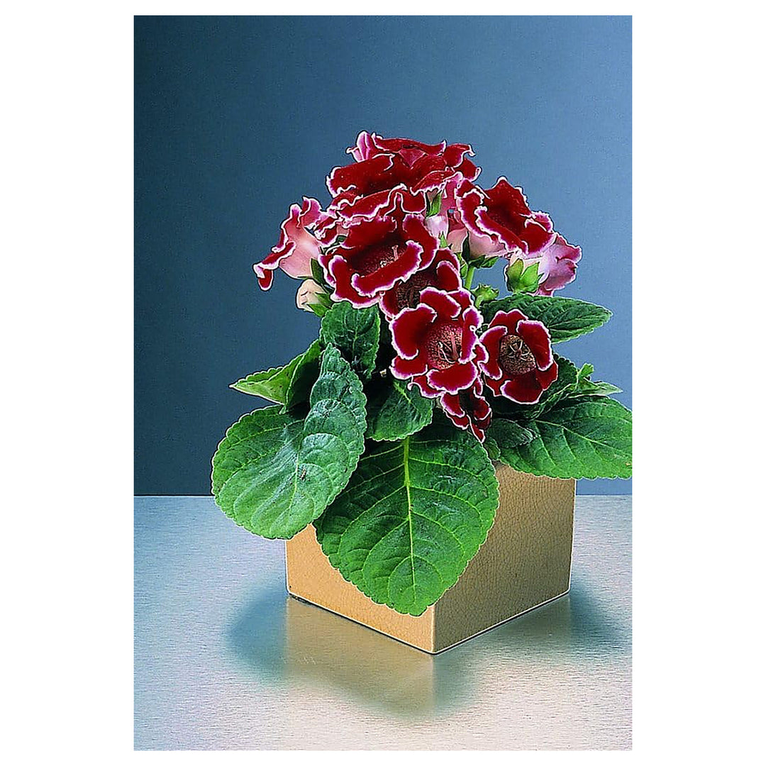 Deep Red Gloxinia Flower Seeds for Planting – Heirloom, Non-GMO, Organic Garden Seeds with High Germination for Vib | Neera Seeds product photo [neera-v4-1d2183b0ff1178ae59fd]